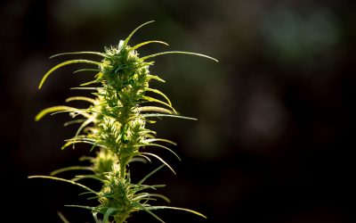 ‘El pescao’, la aparición del cannabis sintético